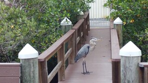 Walk along the boardwalk surrounded by lush trees and shrubs, where wildlife often roams.