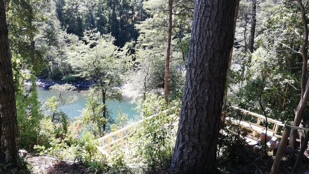 Une zone boisée avec un pont en bois et une rivière.