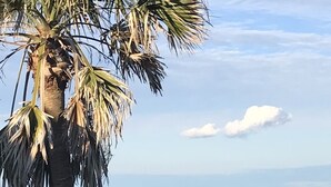 Une plage avec un palmier, un rivage sablonneux et des vagues de l’océan.