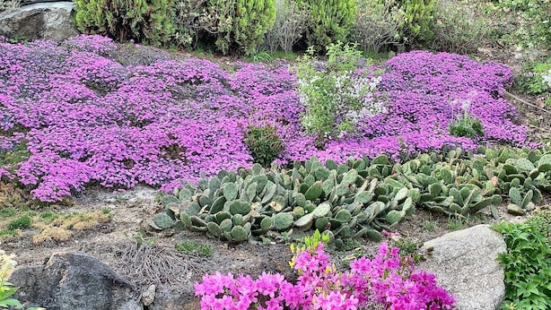 Tuin