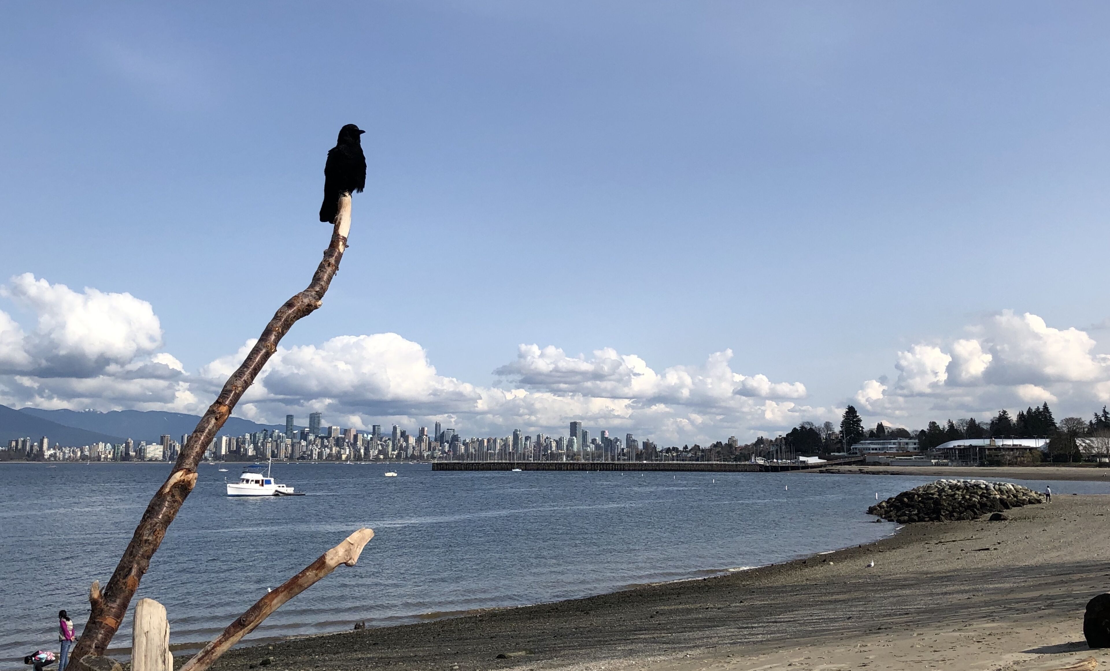 A bird perched on a branch by a waterfront with a city skyline in the background.