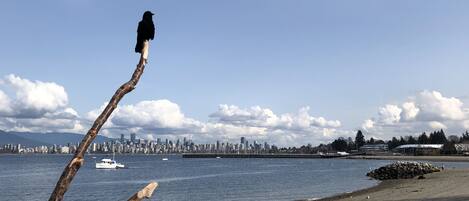 A bird perched on a branch by a waterfront with a city skyline in the background.