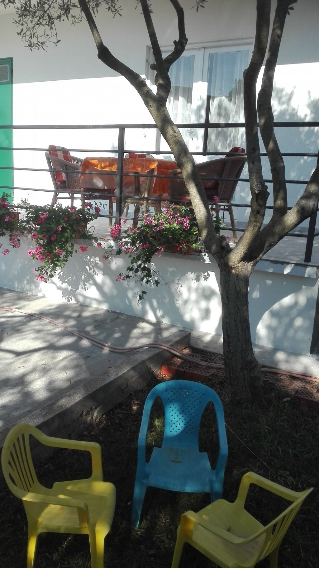 A tree with pink flowers, two yellow plastic chairs, and a blue plastic chair in front of a building with a white wall and a window.