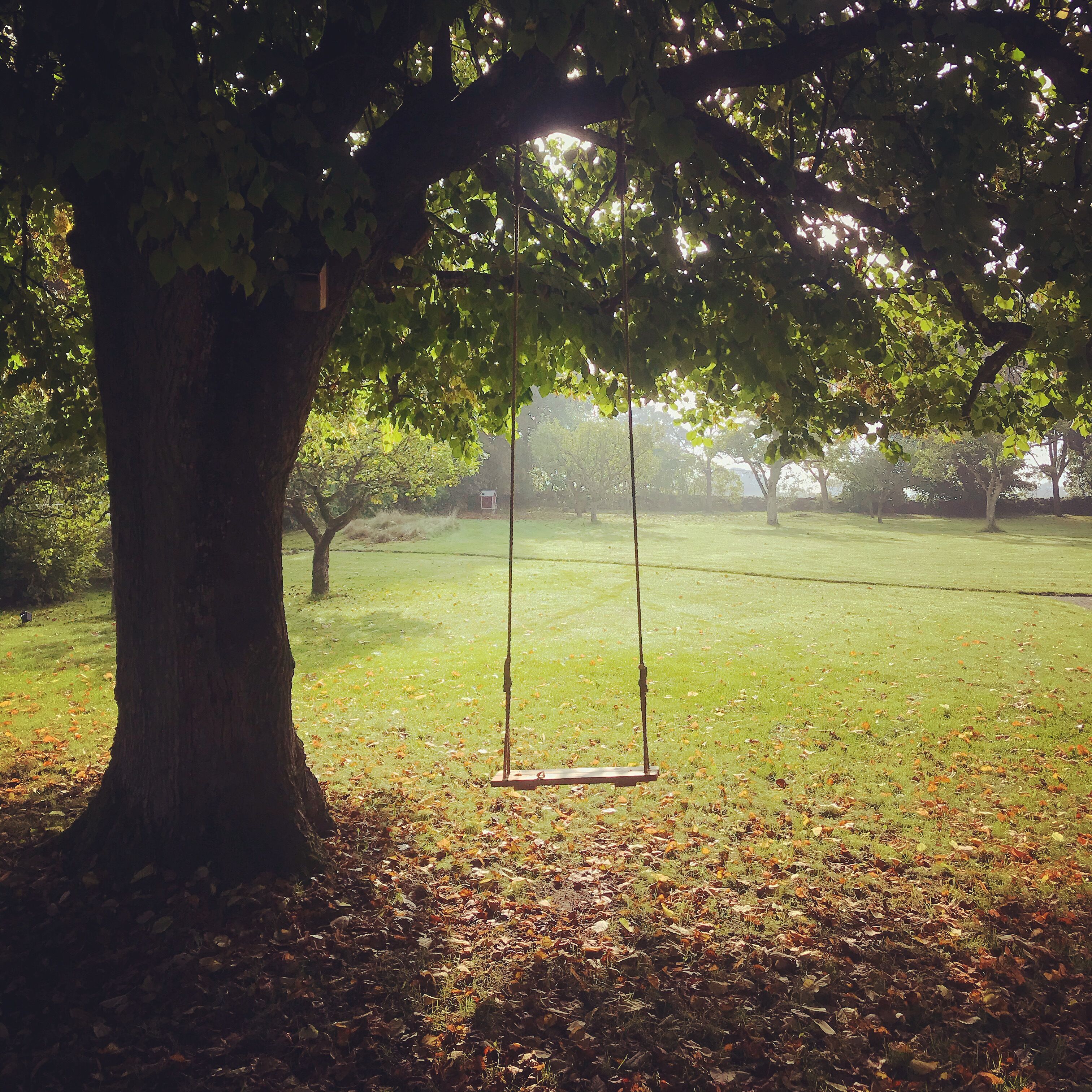 A swing set under a large tree in a park.