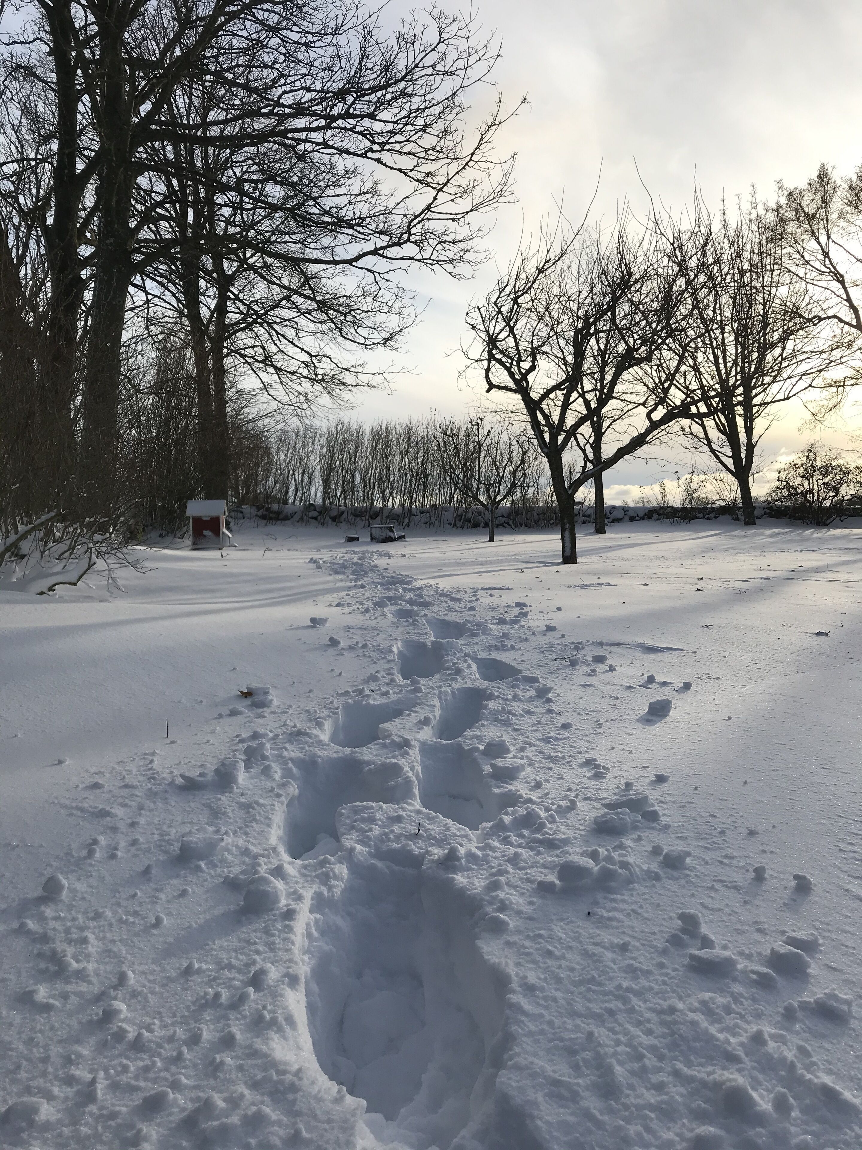 En snötäckt stig med fotspår som leder till en liten byggnad, omgiven av lövträ och en stenmur.