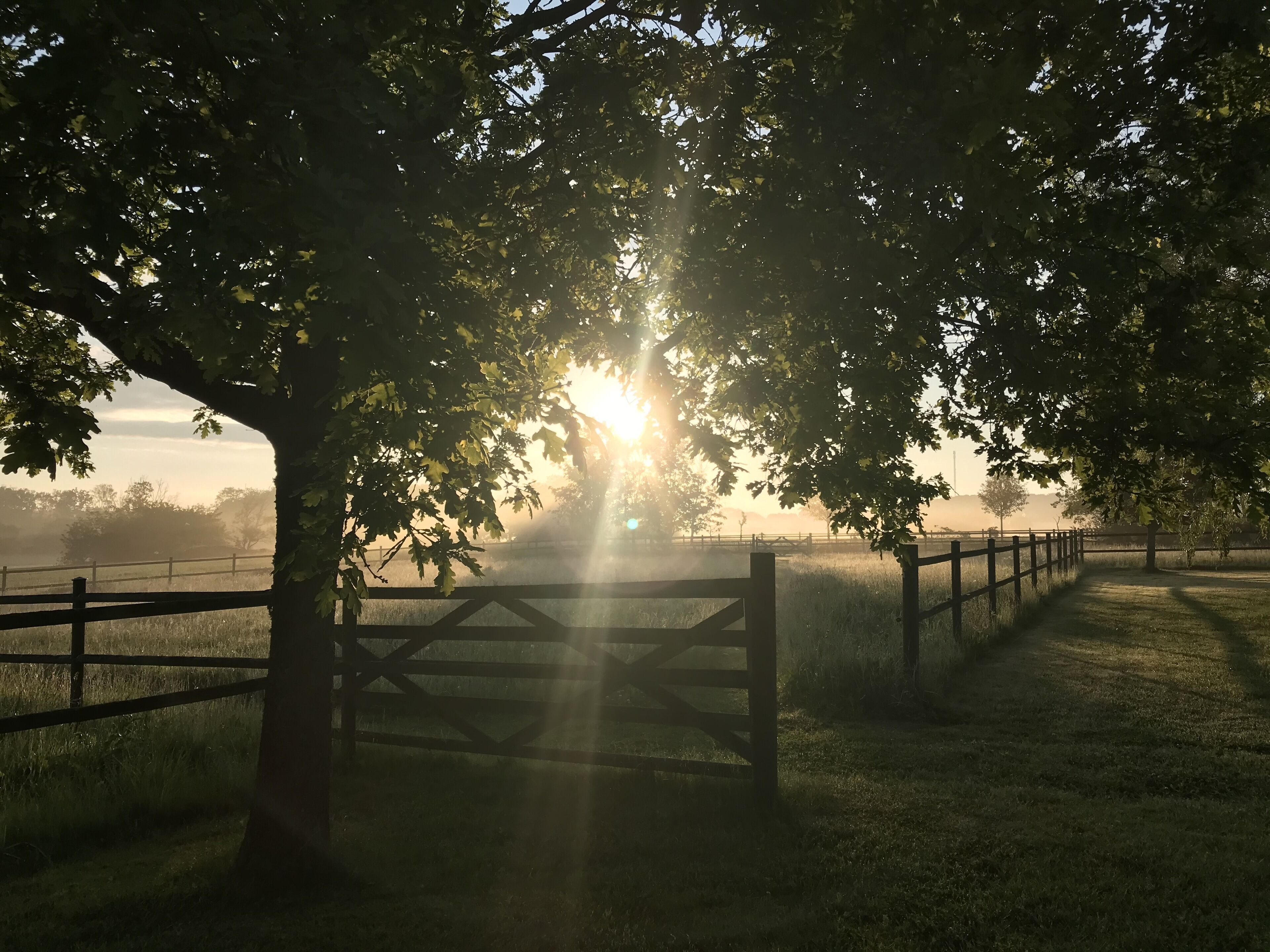 A rural landscape with a wooden fence, trees, and a grassy field.