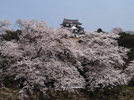 Un edificio japonés tradicional con un muro de piedra y cerezos en flor.