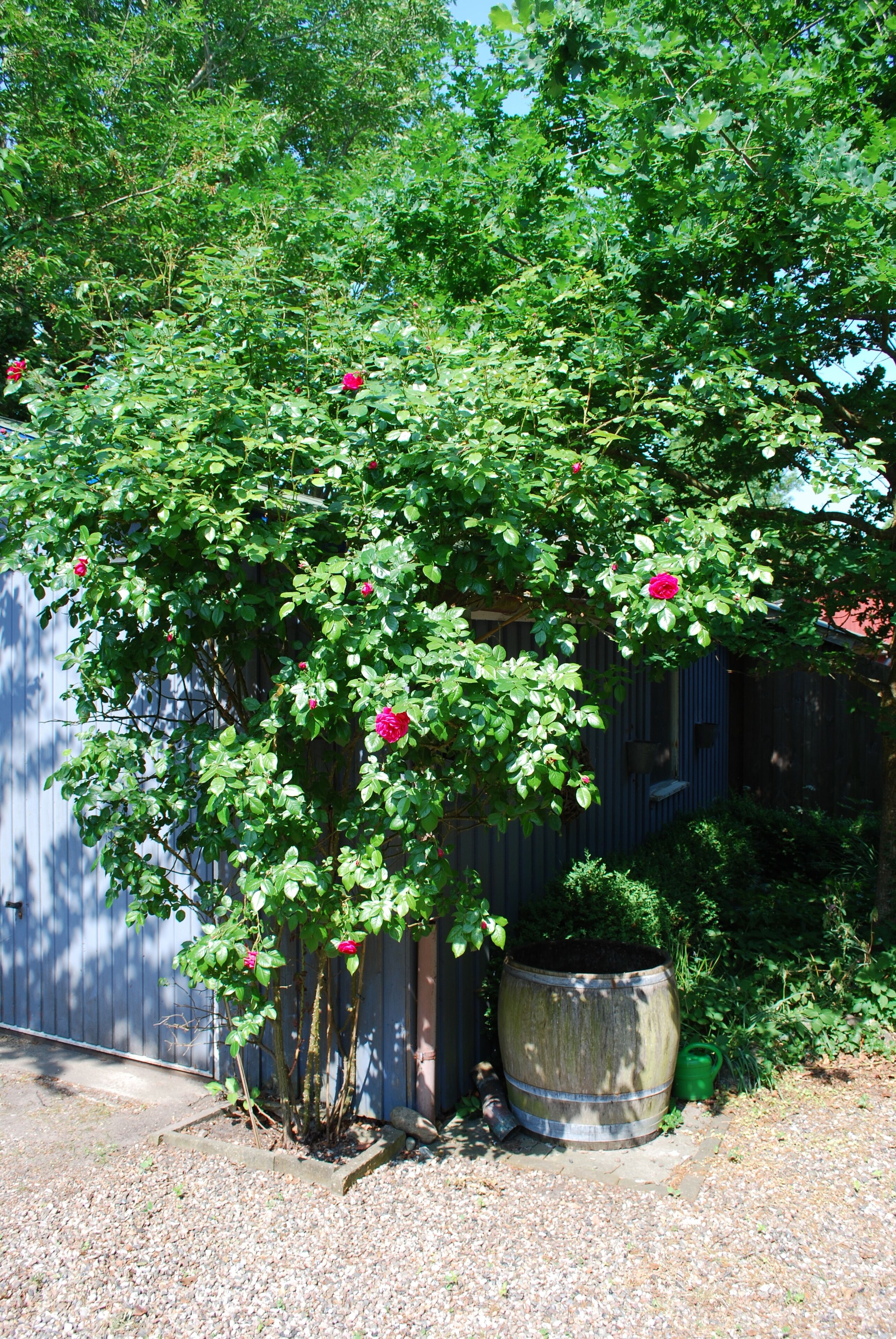 A garden with a large tree, a wooden fence, and a barrel.