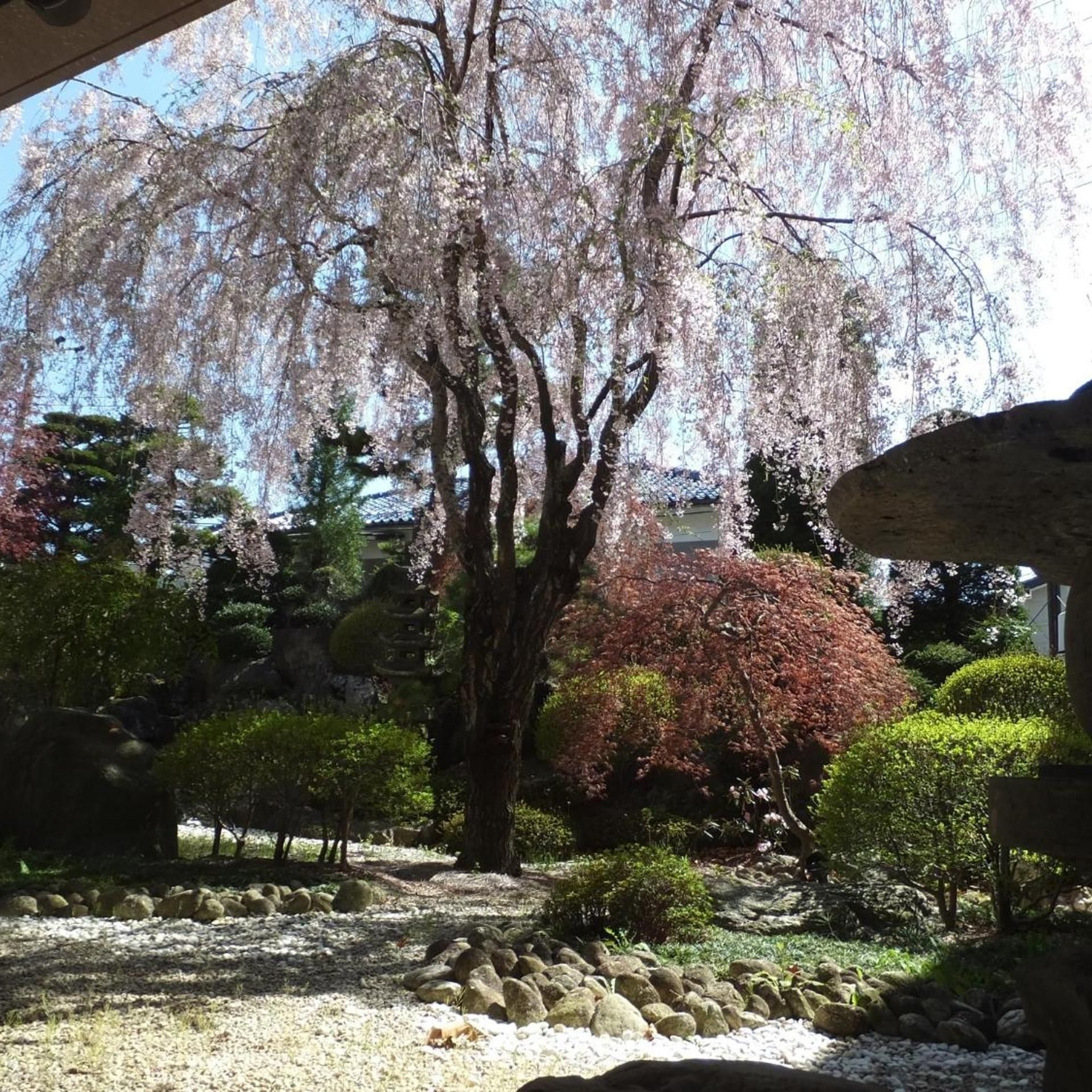 A garden with a large tree with pink blossoms, surrounded by rocks and various shrubs.