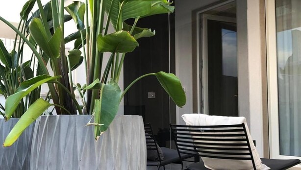 Un área de estar exterior moderna con dos macetas grandes de planta tropical, una silla de metal negro con cojín blanco y un vidrio que da al interior.
