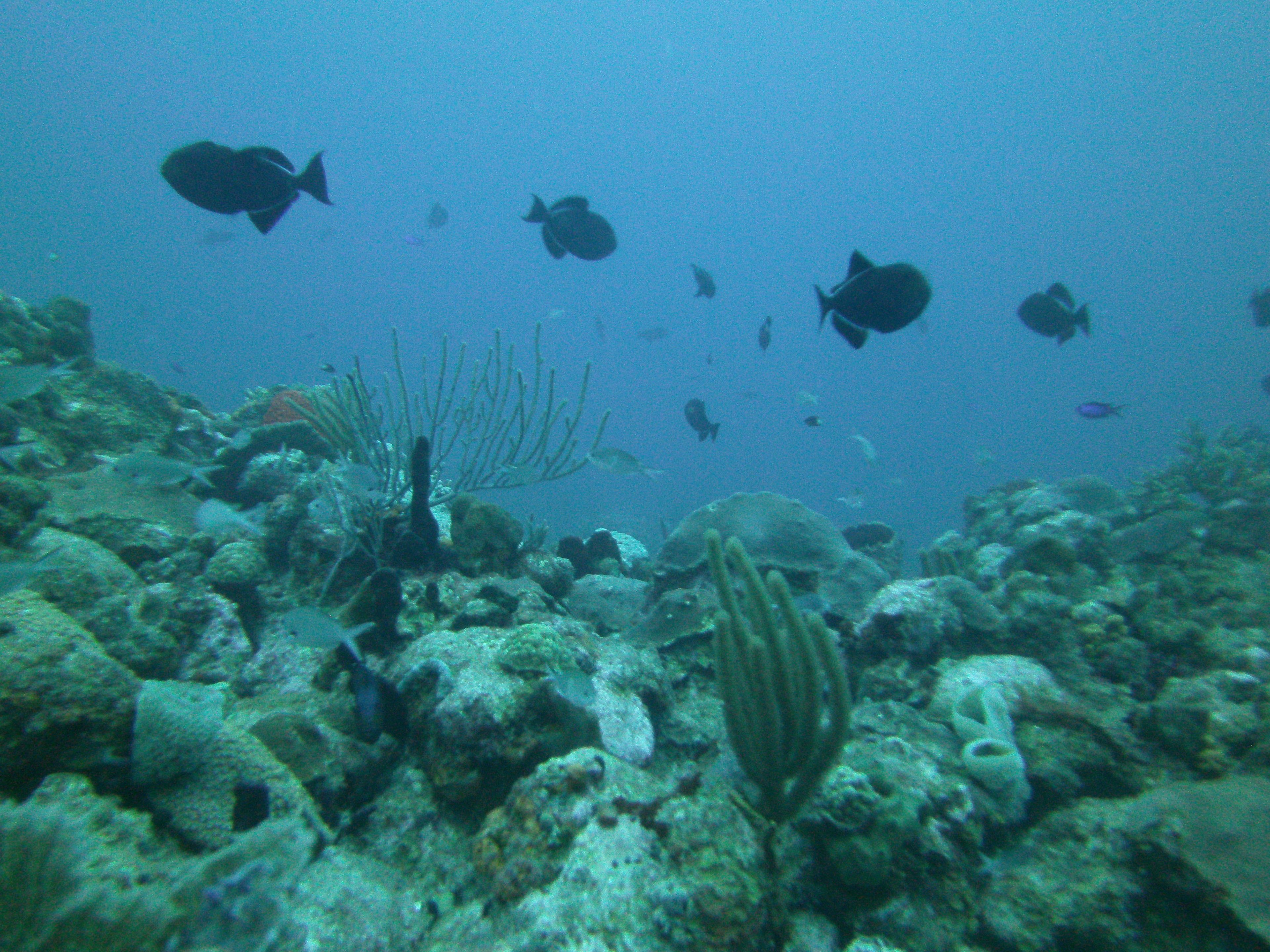 Escena submarina con varios peces nadando alrededor de formaciones de coral.