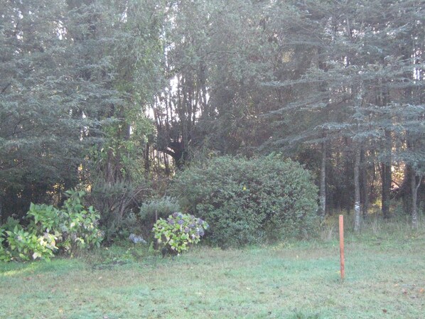 A dense forest with a variety of trees and shrubs.