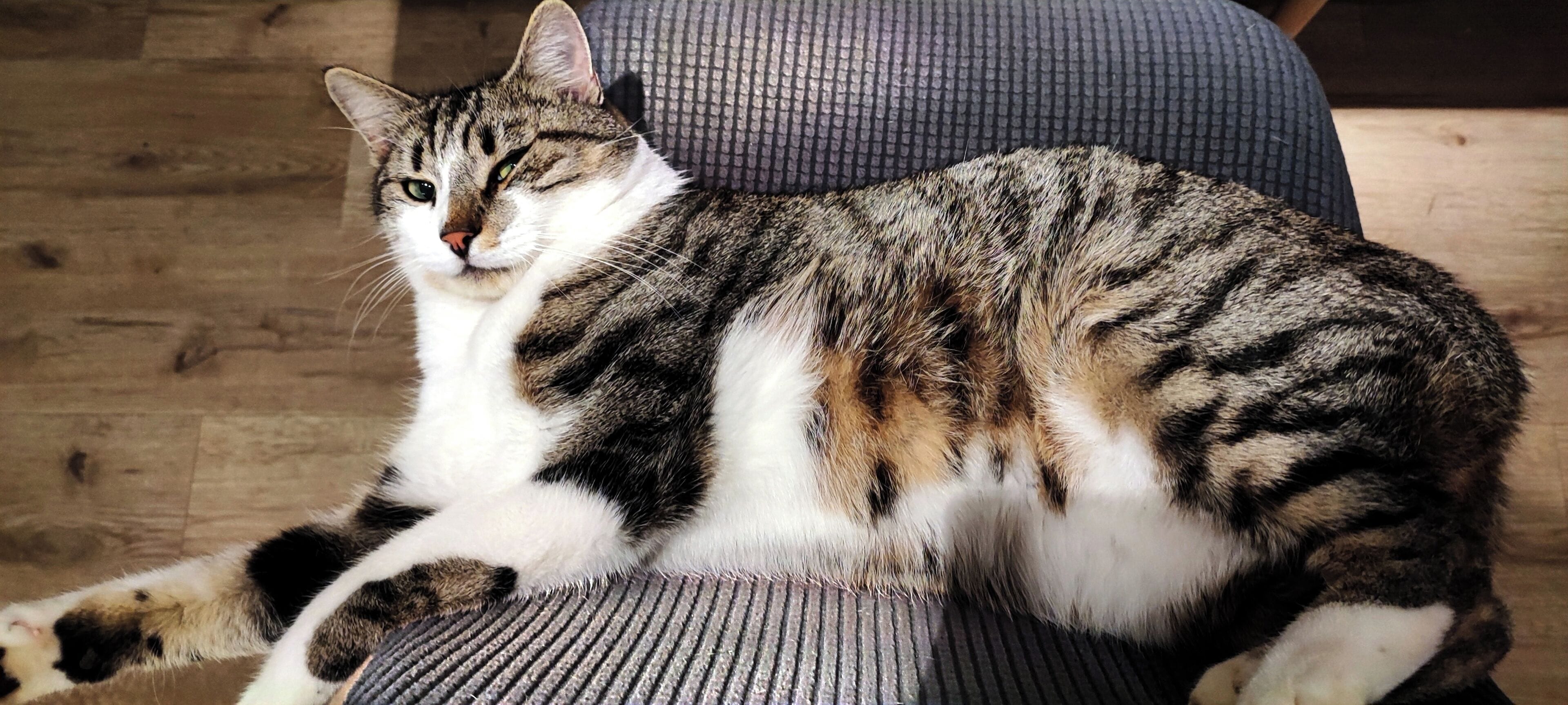 En katt sitter på en stol med ett mönstrat tyg, med ett trägolv och en grå kudde i bakgrunden.