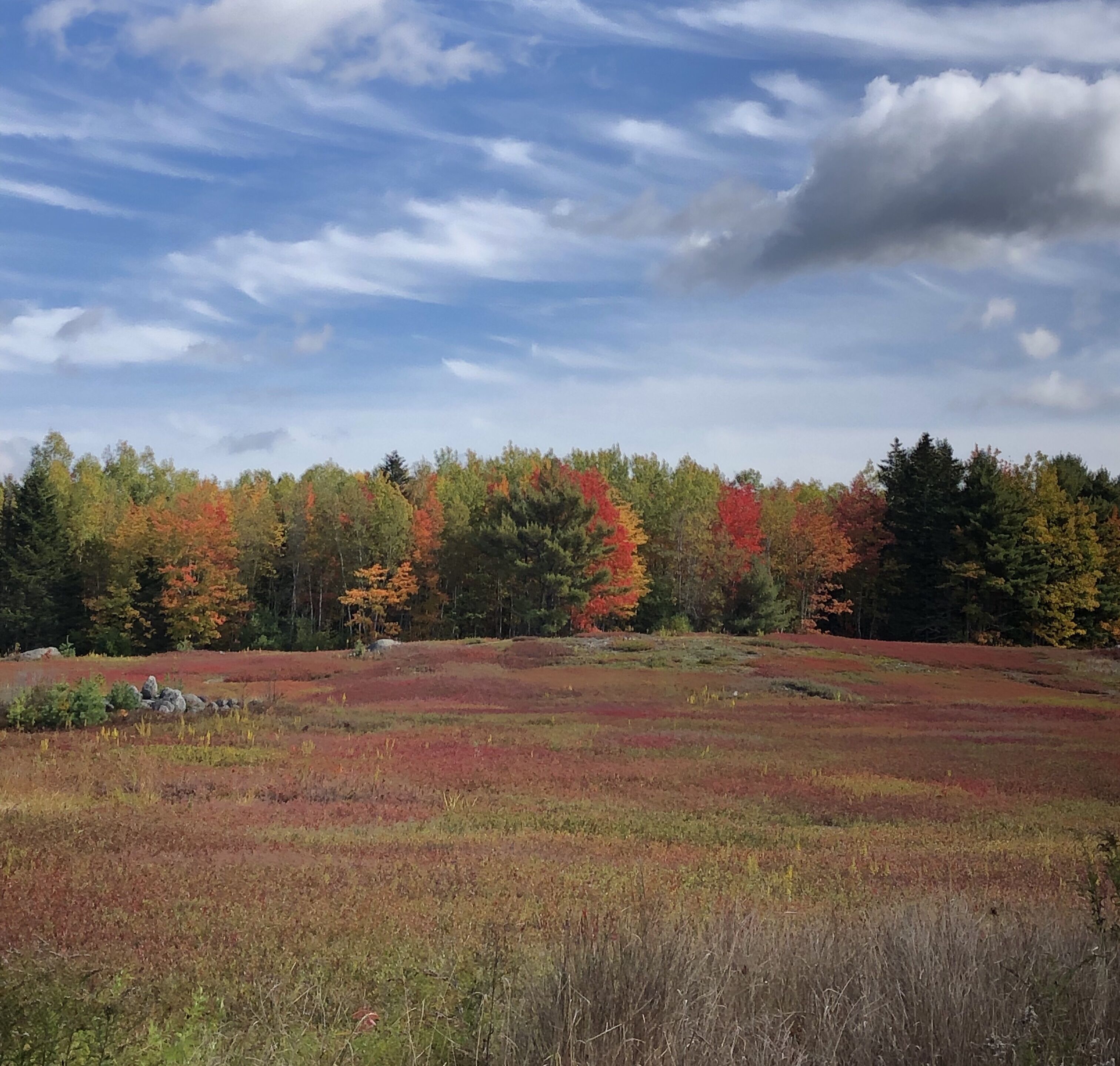 A natural landscape with a variety of trees displaying autumn colors, a grassy field, and a partly cloudy sky.