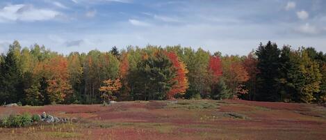 A natural landscape with a variety of trees displaying autumn colors, a grassy field, and a partly cloudy sky.