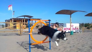 Eine Strandansicht mit einem Hund, der über eine blau-orange Hürde springt.