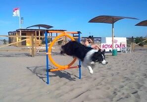 A beach scene with a dog jumping over a blue and orange obstacle. - Holiday apartment mit Klimaanlage (Rosolina Mare)