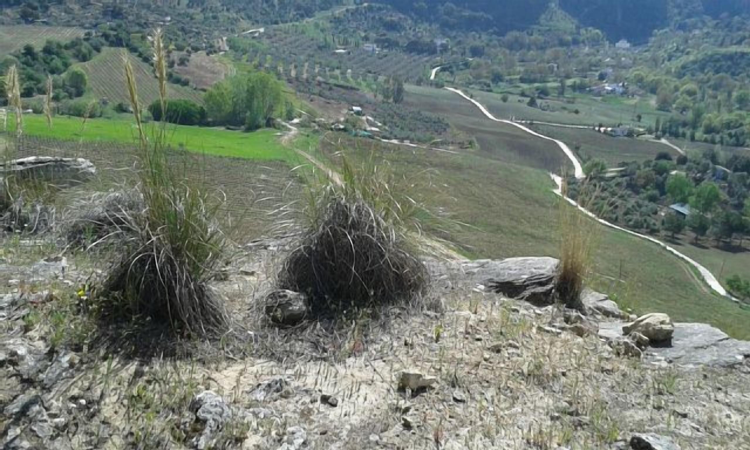 A rural landscape with a winding road, green fields, and scattered trees.