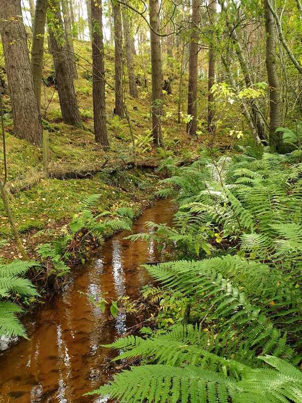 A forest stream with dense ferns and trees. - Peaceful, relaxing lodge for 2 set in countryside (Elgin)