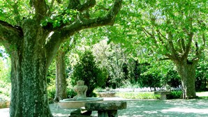 Um parque tranquilo com um banco de pedra, um vaso decorativo e uma fonte rodeada por árvores exuberantes.