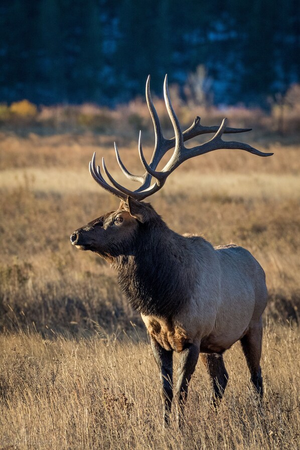A stag in a field with dry grass and trees in the background. - Wild Flower Ev#3197 2 Bedroom Condo by RedAwning (Estes Park)
