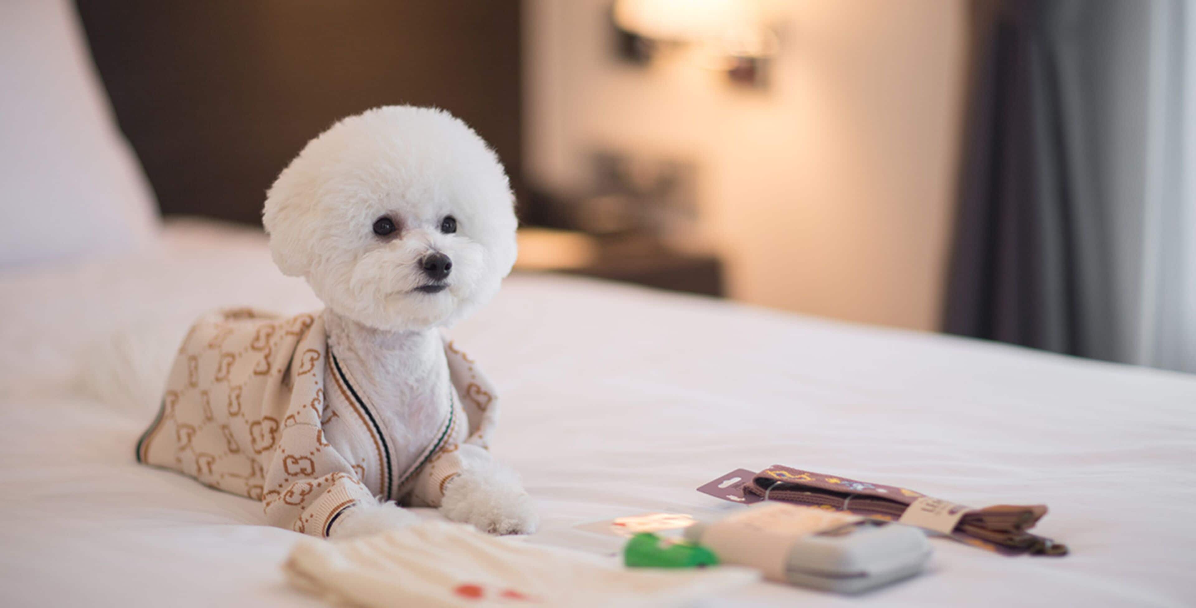 Ein kleiner weißer Hund liegt in einem gemütlichen Hotelzimmer auf einem Bett mit einer gemusterten Decke und einigen Pflegeprodukten.