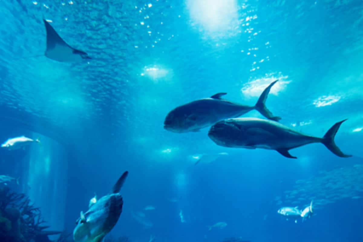 1 bedroom, premium bedding, in-room safe, desk