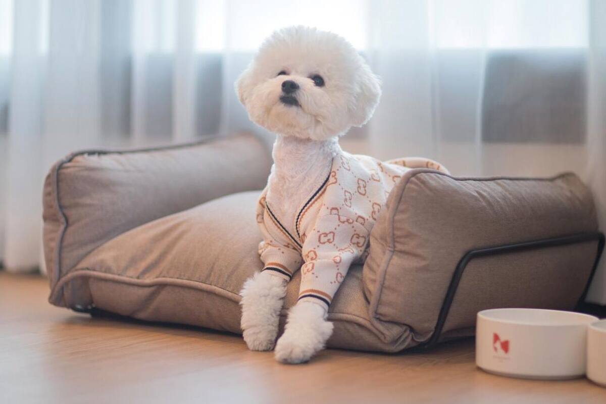 Een klein wit hondje zit op een beige bank in een kamer met een houten vloer en een raam met gordijnen.