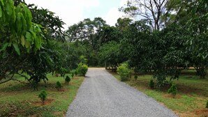 Un sendero de grava bordeado de exuberante follaje y pequeños árboles.