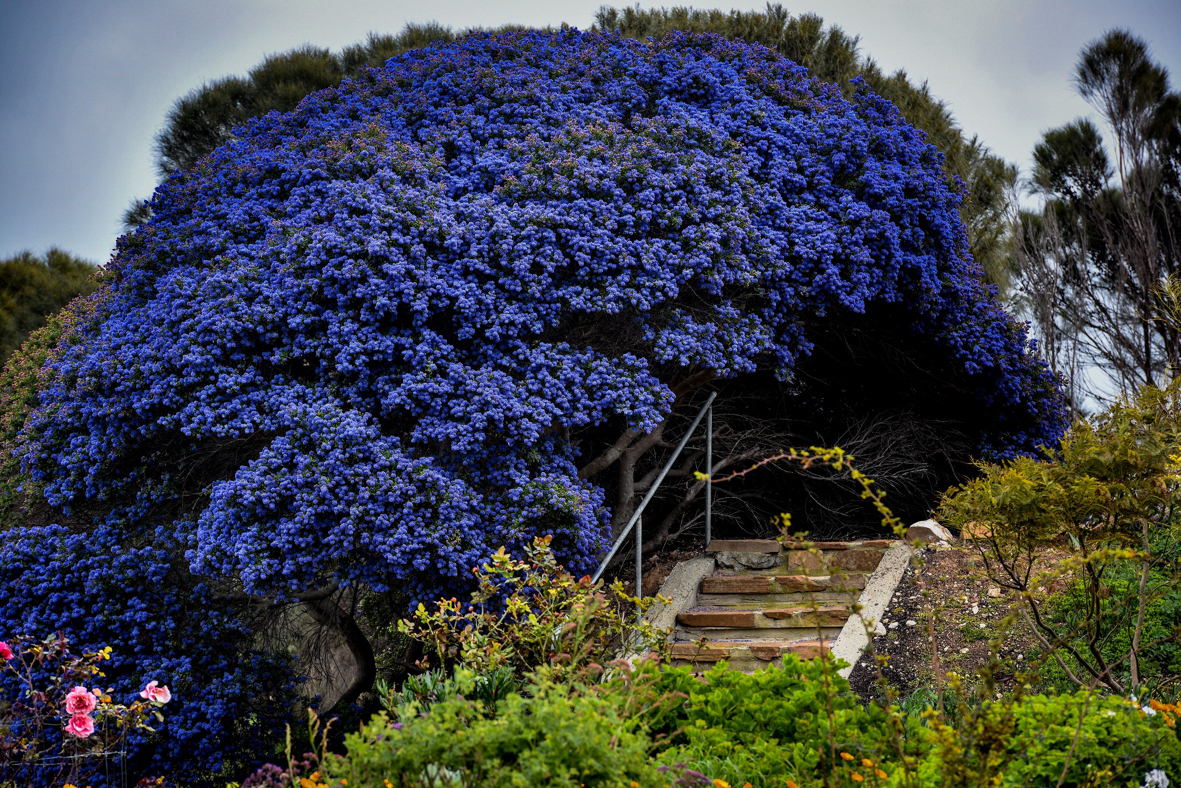 A large tree with dense blue foliage, a stone staircase leading up to it, and various other plants and flowers around.