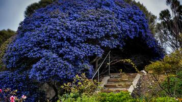 A large tree with dense blue foliage, a stone staircase leading up to it, and various other plants and flowers around.