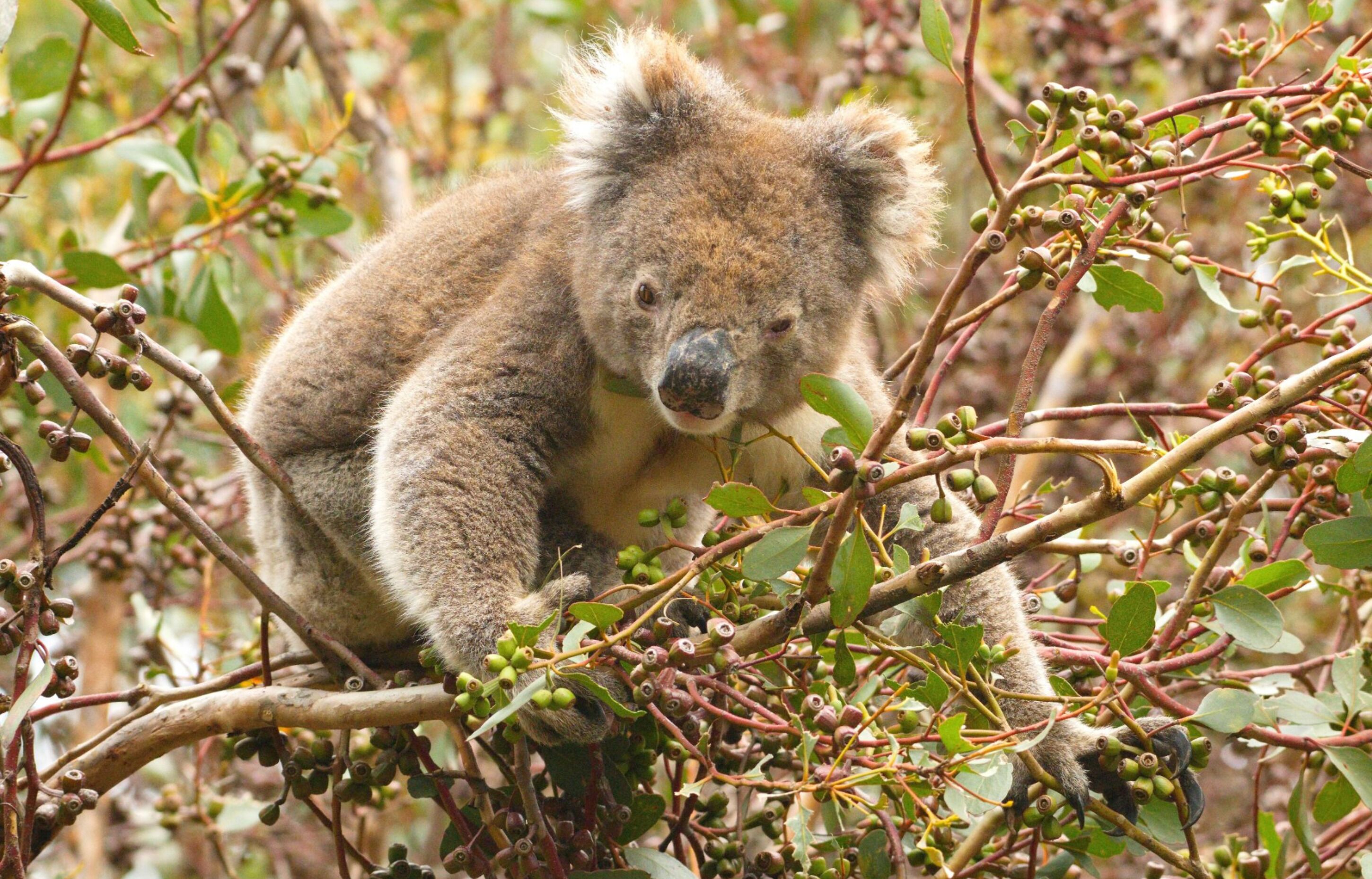 A koala resting on a tree branch surrounded by green leaves and small fruits.
