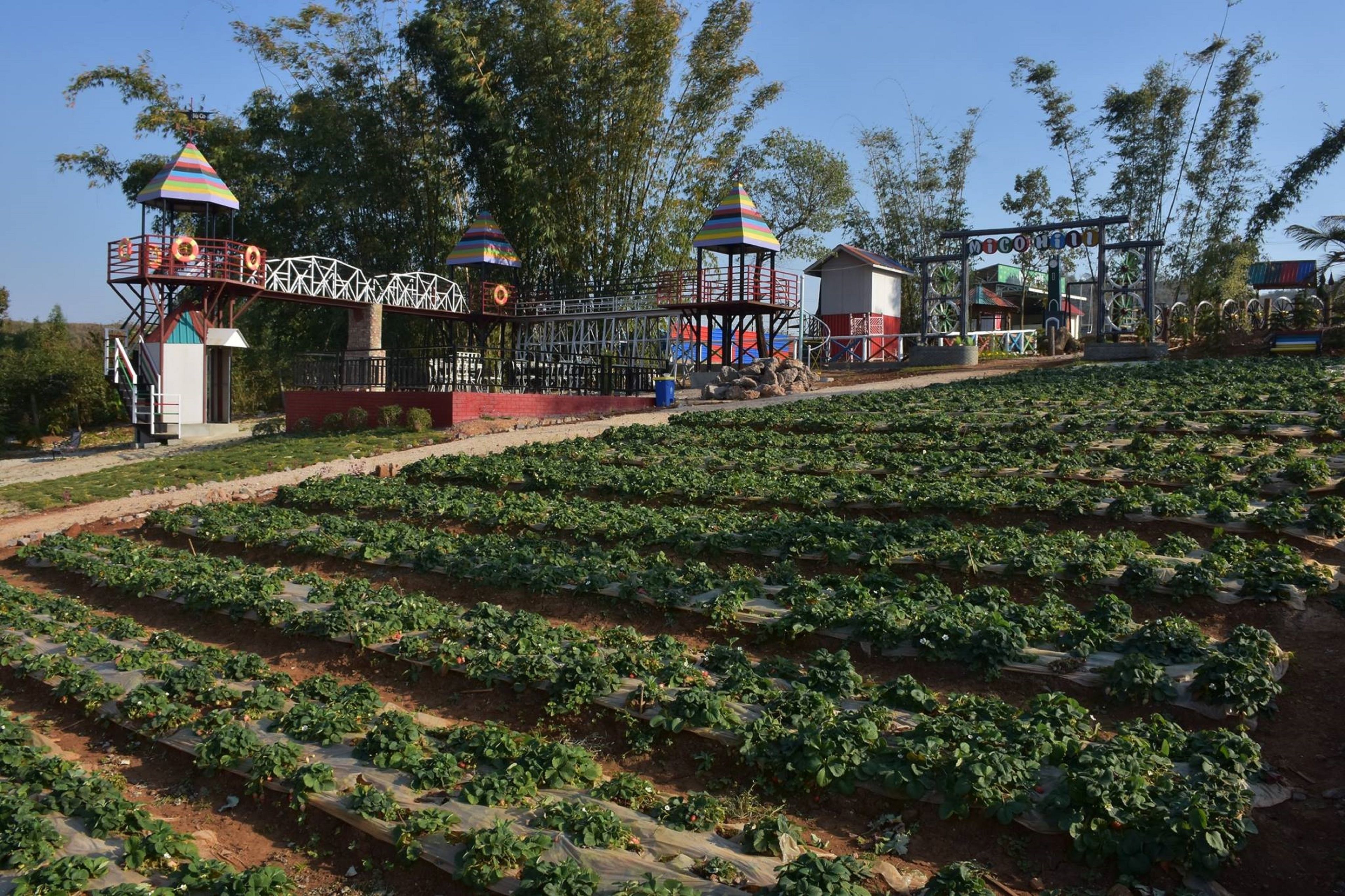 A strawberry farm with rows of plants, a small structure with a colorful roof, and a sign that reads "Coconut."