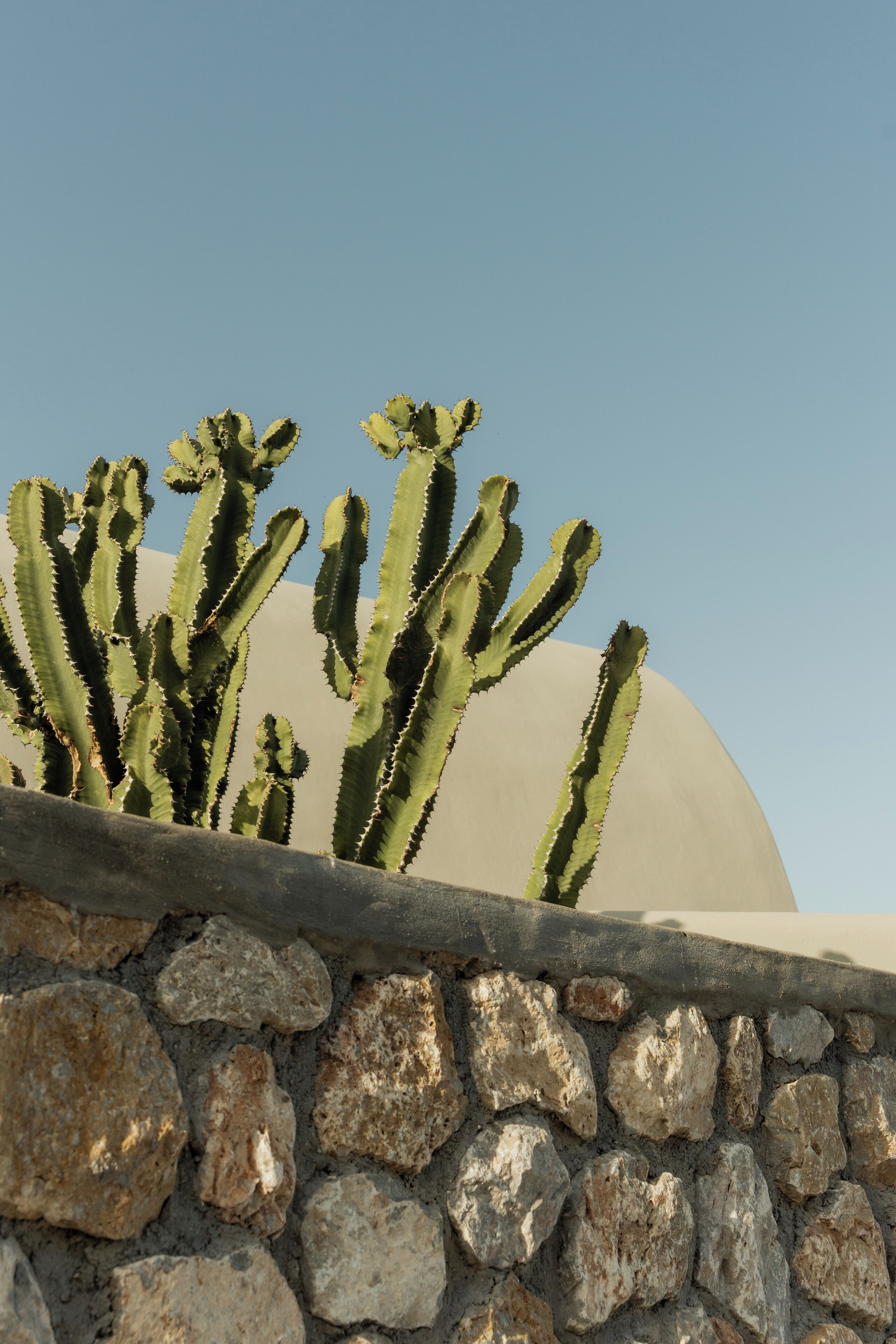 Een cactuss, met een stenen muur op de voorgrond en een koepelvormige constructie op de achtergrond.