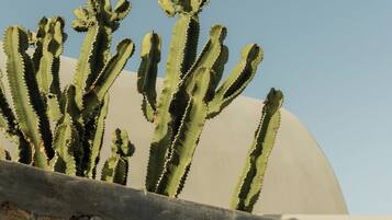 Een cactuss, met een stenen muur op de voorgrond en een koepelvormige constructie op de achtergrond.