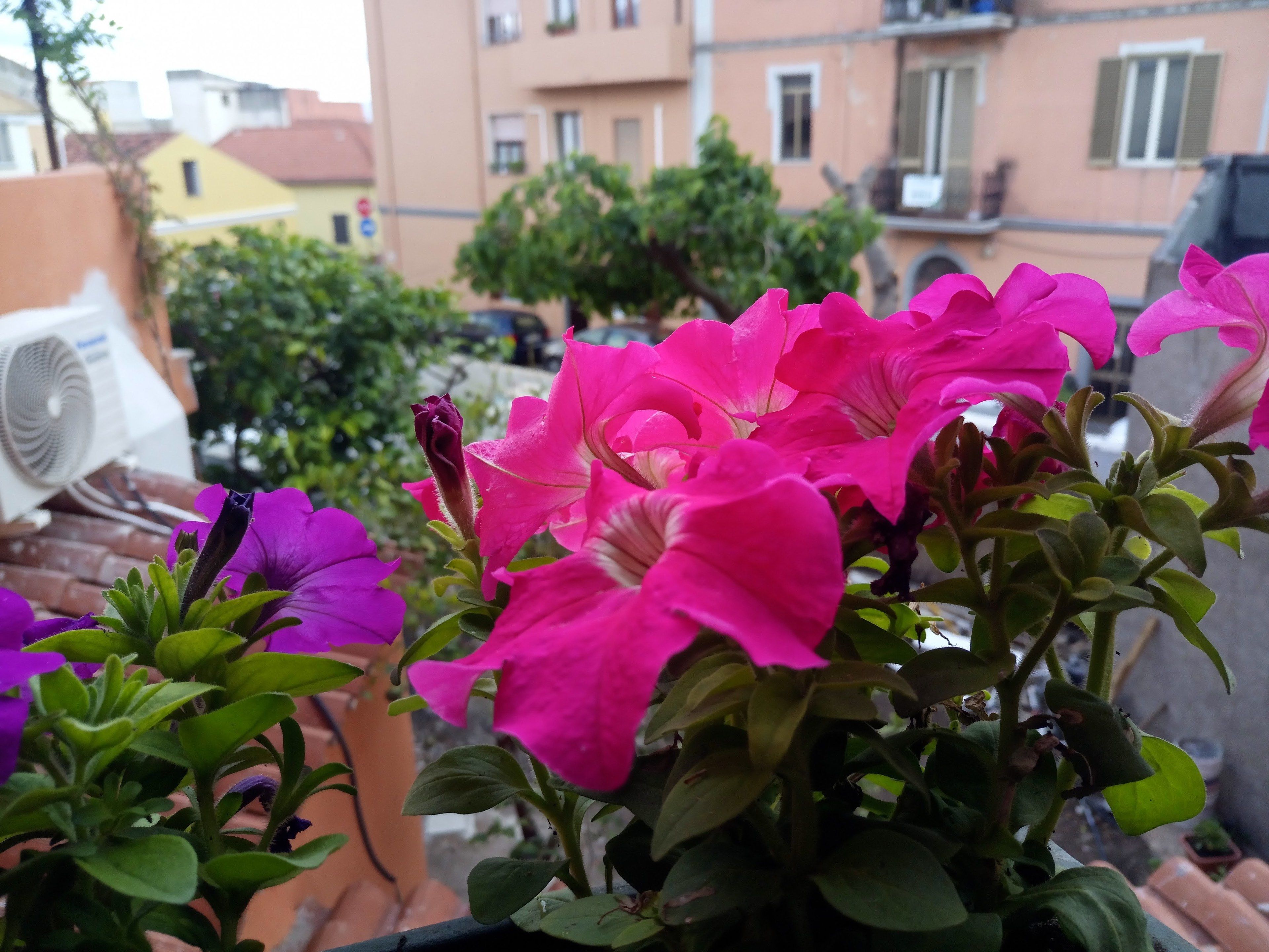 Foto - Casa Satta 1925