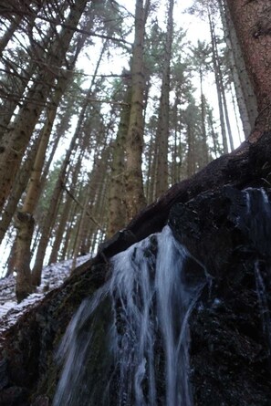 A waterfall in a forest with tall trees and a fallen log. - Ferienwohnungen Wiesenhof (Braunlage)