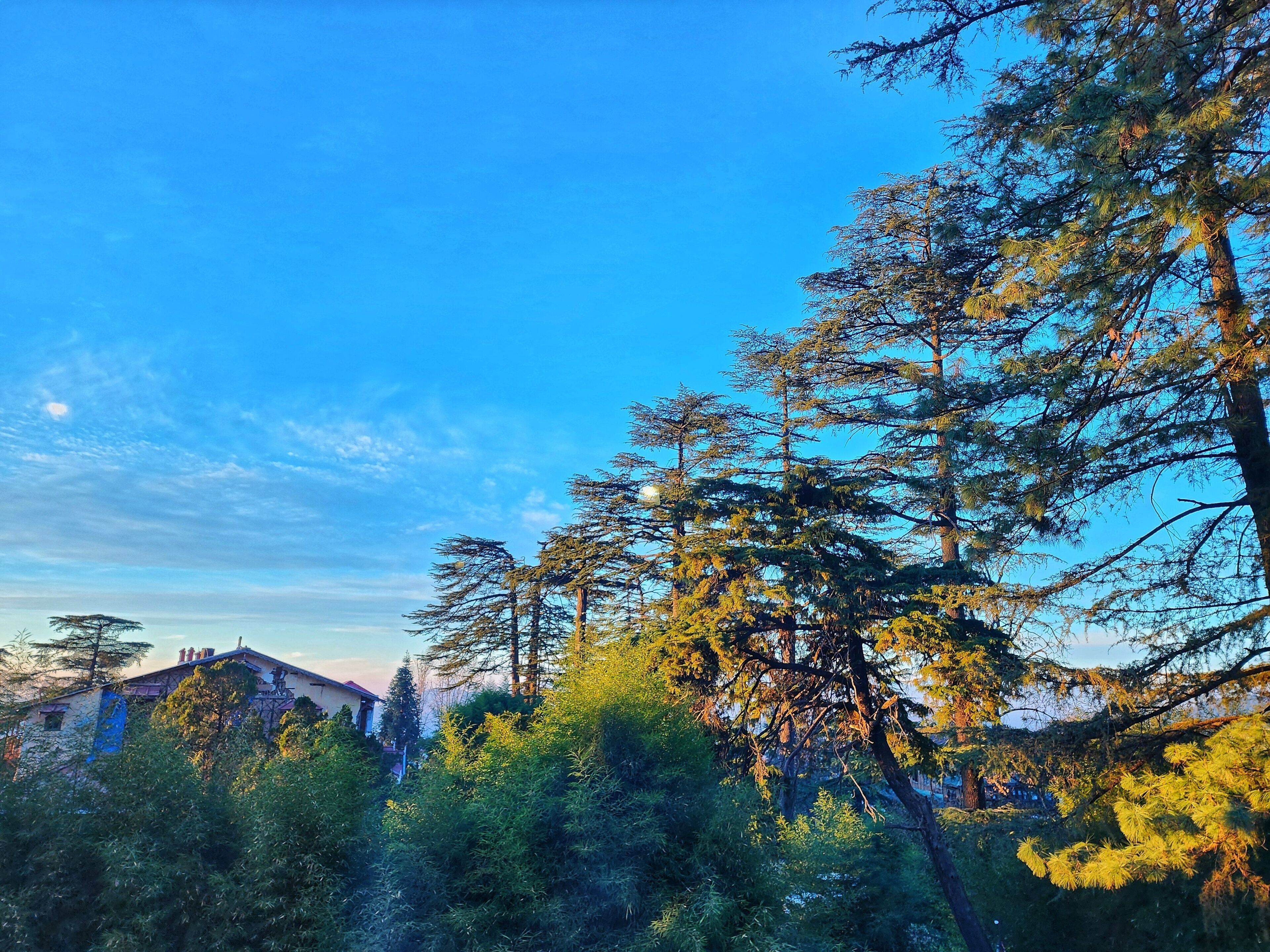 A forested area with tall trees and a clear blue sky.