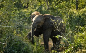 Observación de animales