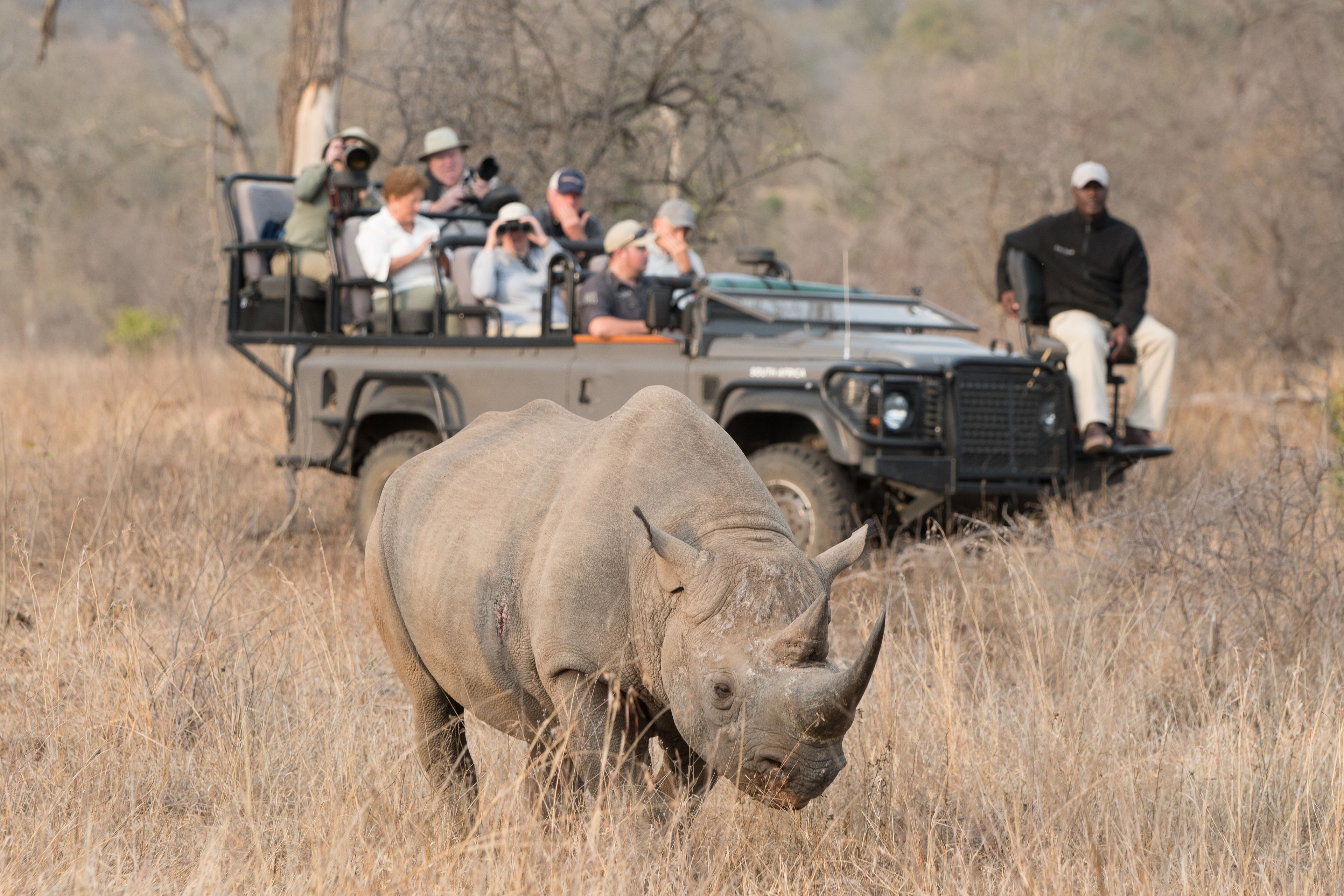 A safari vehicle with passengers observing wildlife.