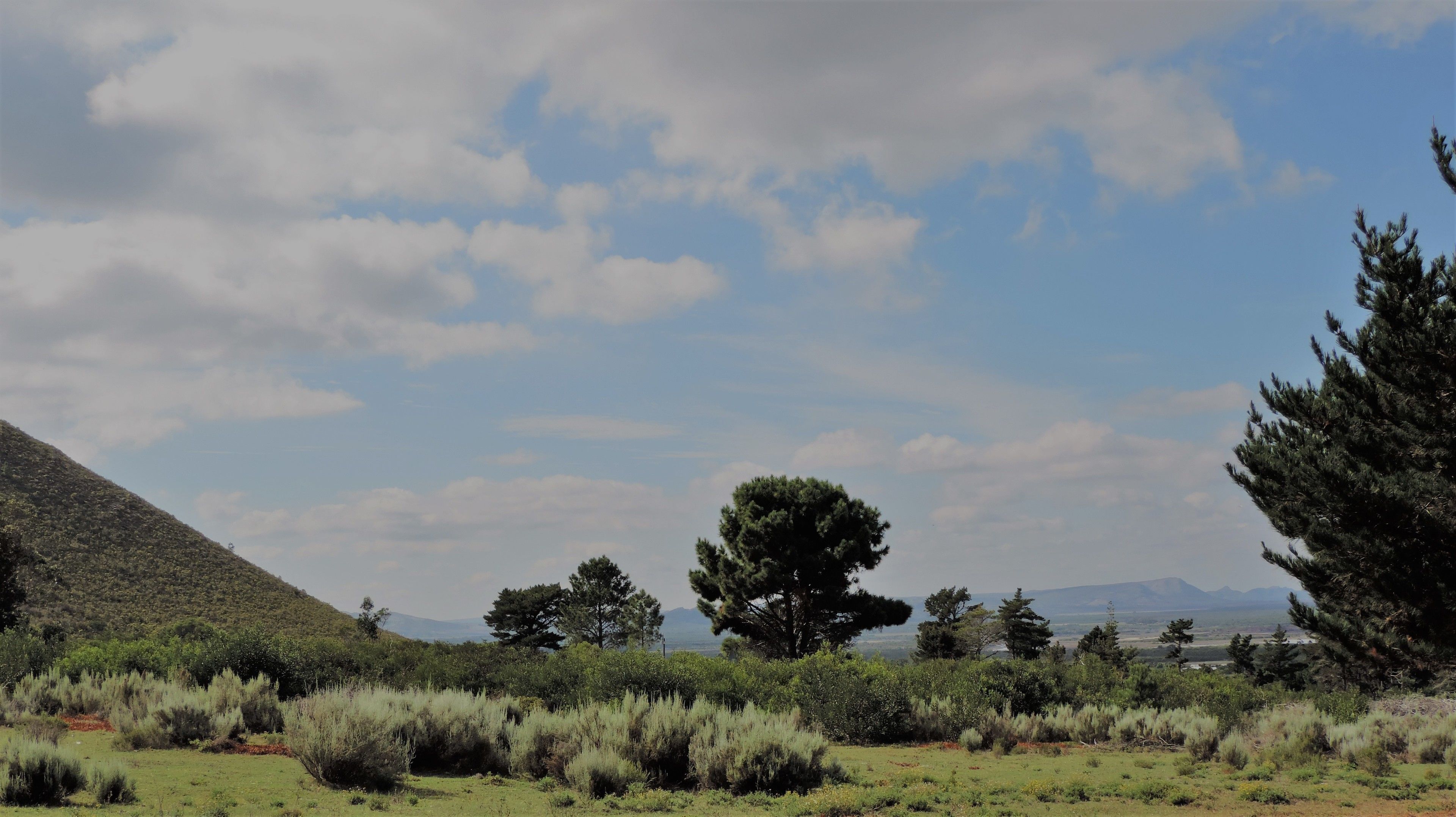 A natural landscape with a grassy field, trees, and a mountain in the background.
