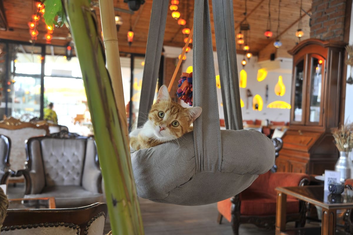 2 bars/lounges, poolside bar