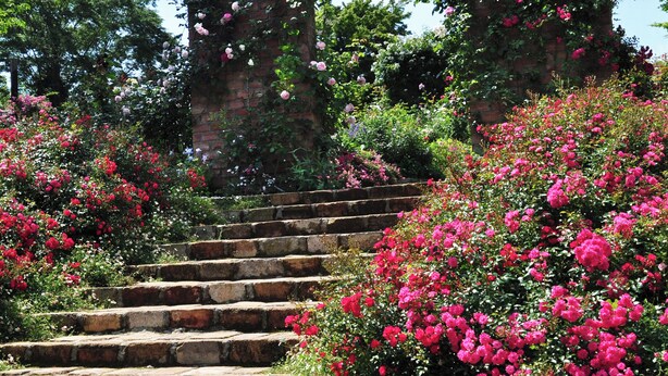 Eine Steintreppe führt zu einem Ziegelbogen, umgeben von üppigem Grün und rosafarbenen Blüten.