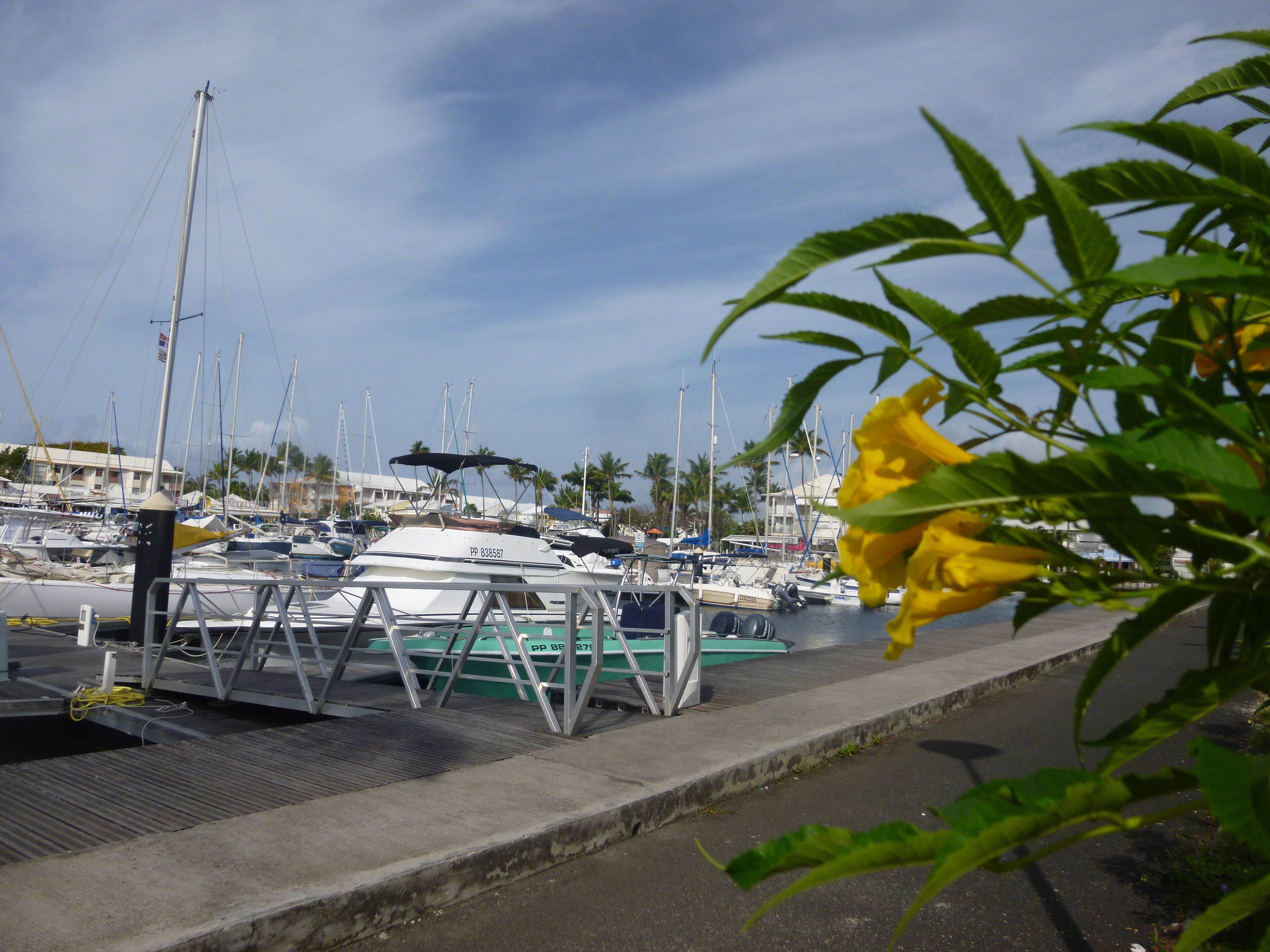 Una marina con barcos amarrados, un paseo marítimo y una flor amarilla en primer plano.