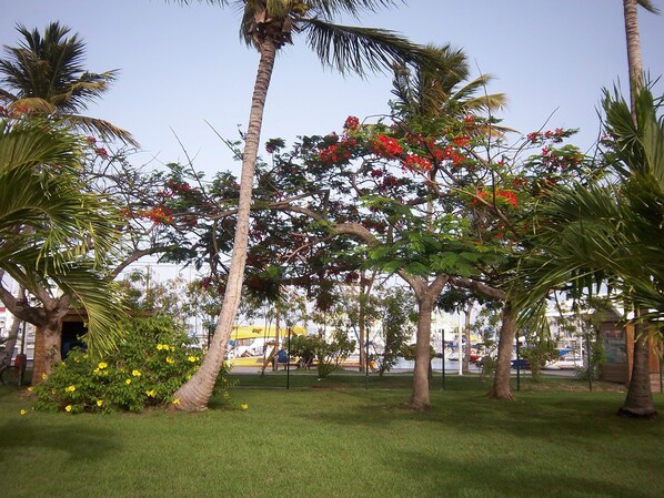 Un parque con palmeras y plantas en flor.