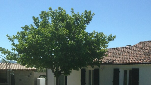 Una piscina con solárium de baldosas, un árbol y un edificio con tejado y ventanas de cerámica.