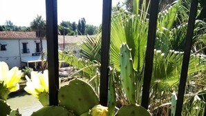 A cactus plant with yellow flowers and green leaves, viewed through a window with metal bars. - Maison du Canal (Villeneuve-les-Beziers)