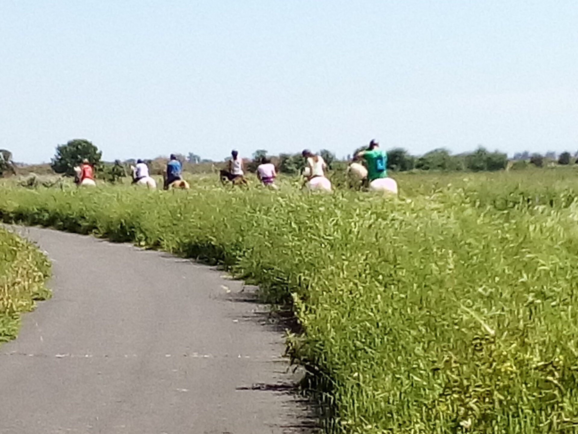 Ein Weg, der von hohen Grasfeldern gesäumt wird, der bis zum Horizont führt.