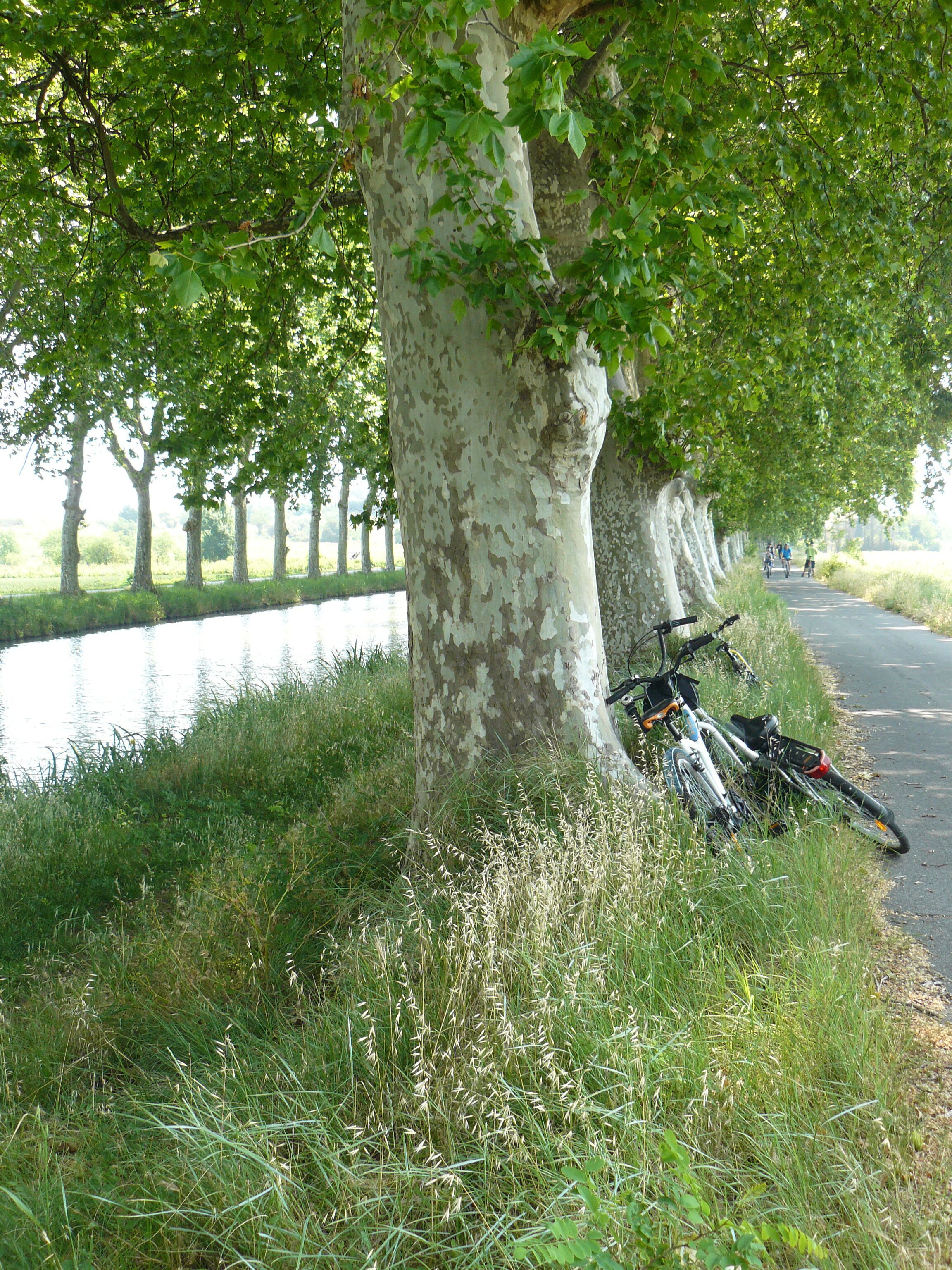 Un sendero bordeado de árboles con una bicicleta apoyada en uno de ellos.