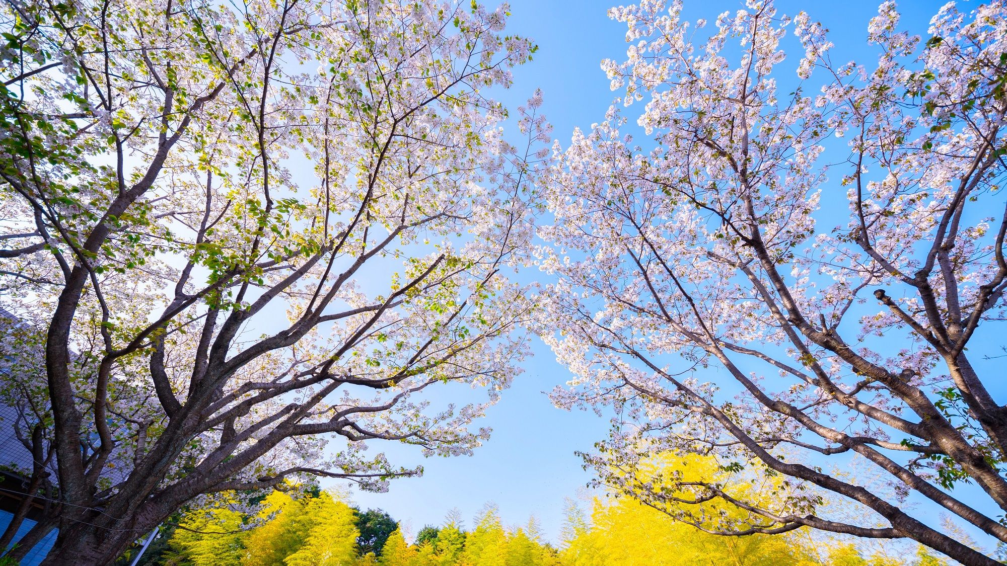A tree with pink blossoms against a clear sky.